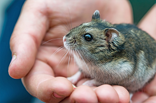 gerbils-hamsters